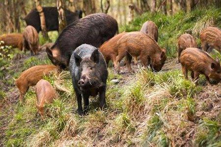 关于吃养殖野猪肉是否犯法的探讨_效率解答解释落实