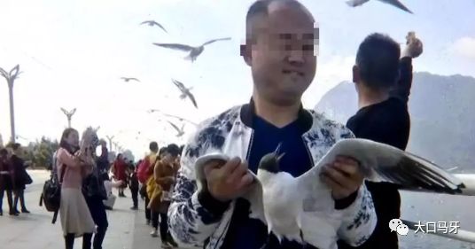 男子暴力抓海鸥拍照