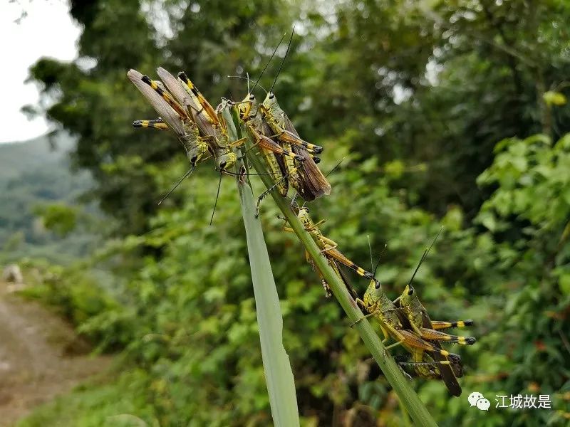 四川万源爆发竹节虫灾情?谣言