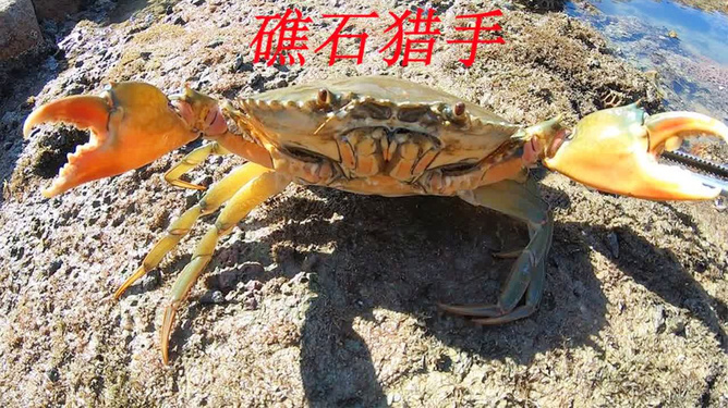 海边抓大螃蟹