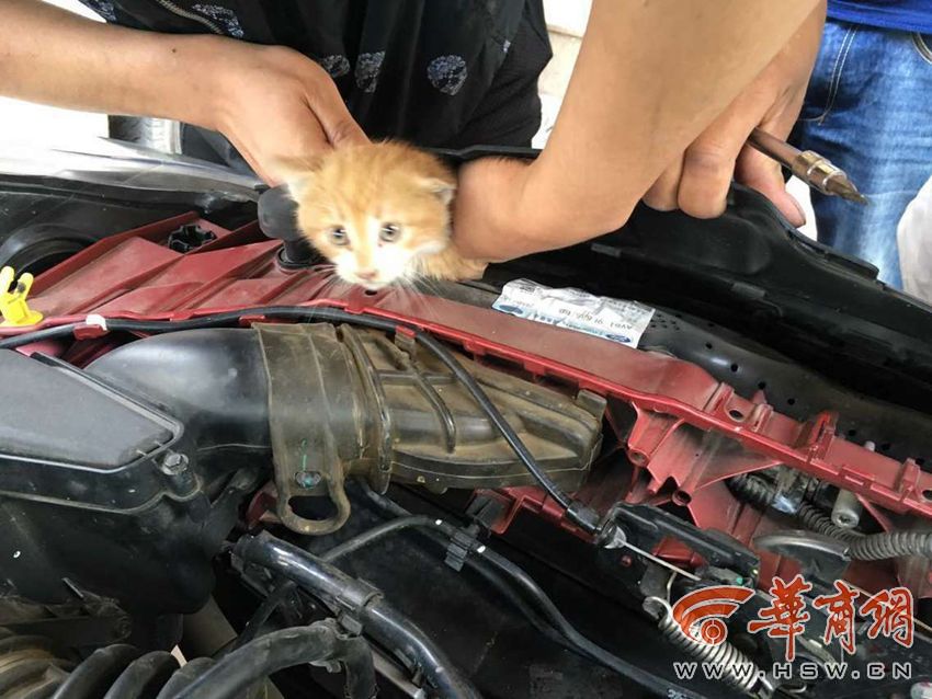 猫儿奇遇，汽车引擎盖里的冒险之旅_资料解释