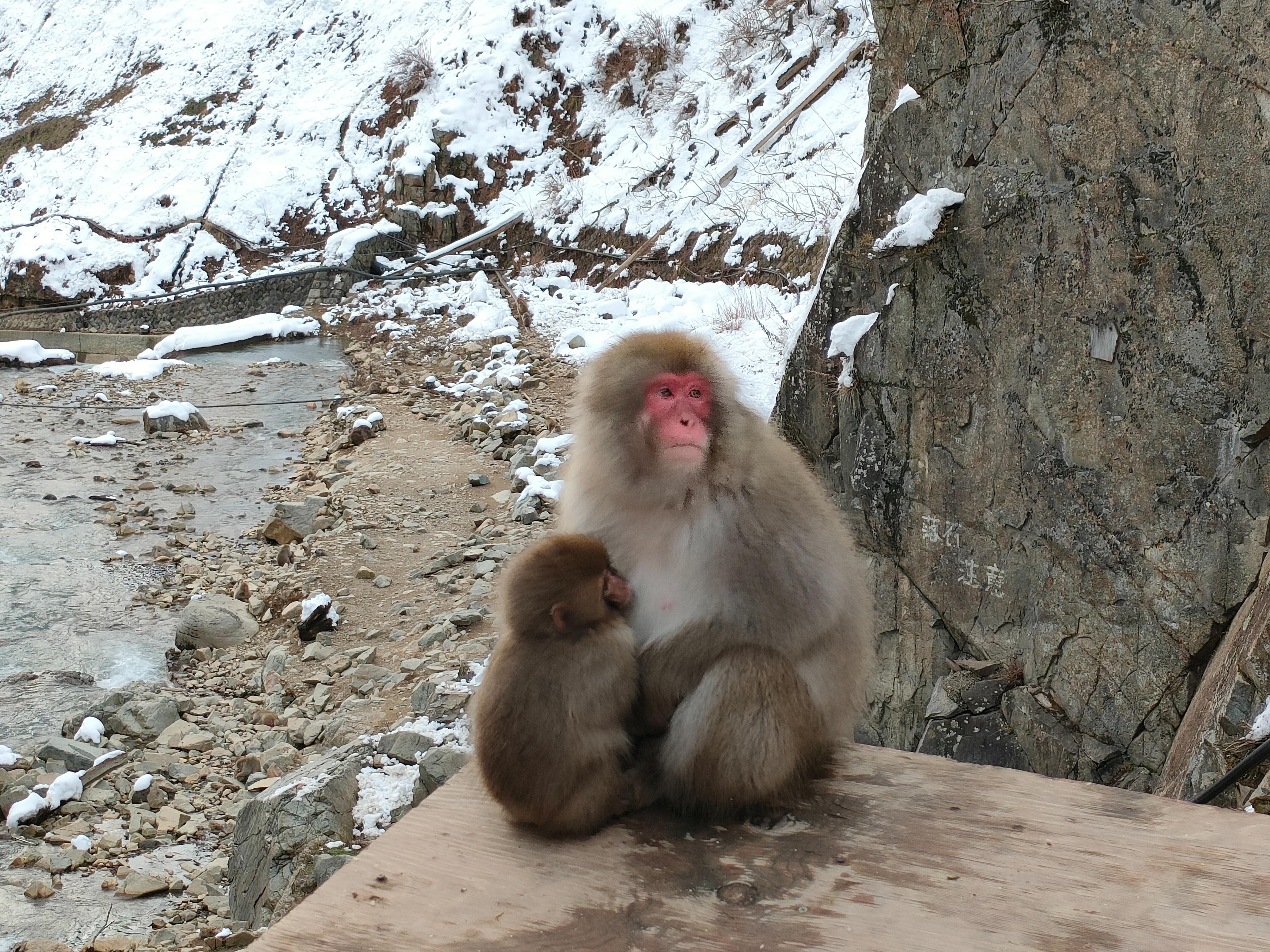 冰境温泉中的猴趣——一场猴子的温泉之旅