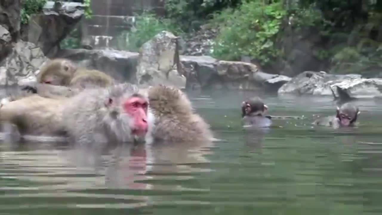 景区回应猴子泡温泉，一场关于人与自然和谐共生的热议