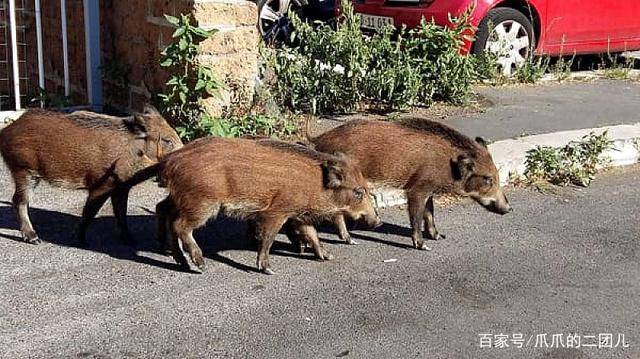 印度一头野猪大闹超市