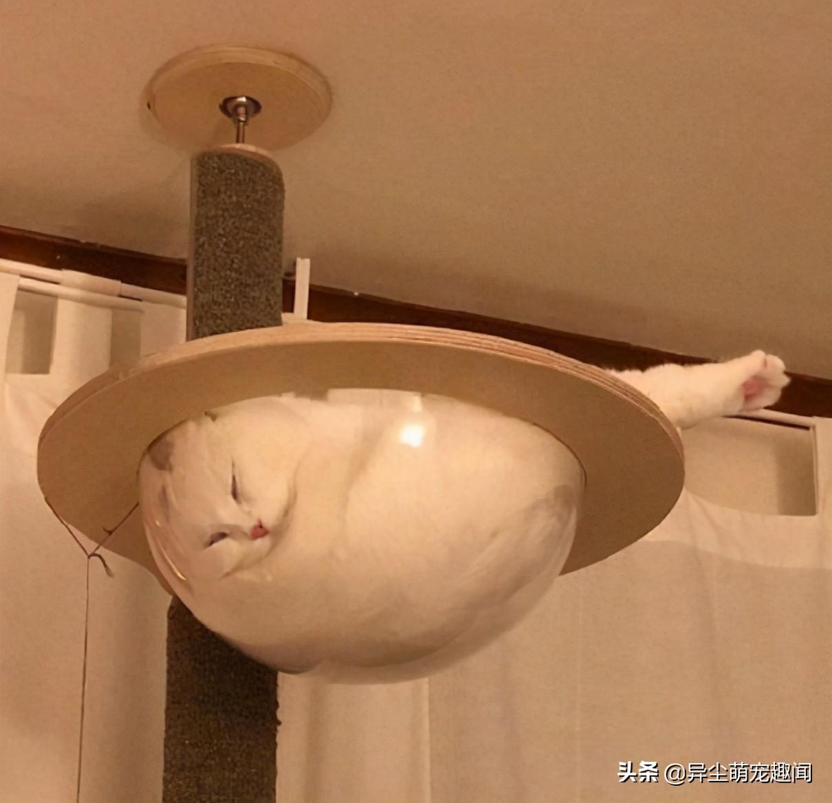 猫咪的视角是什么样