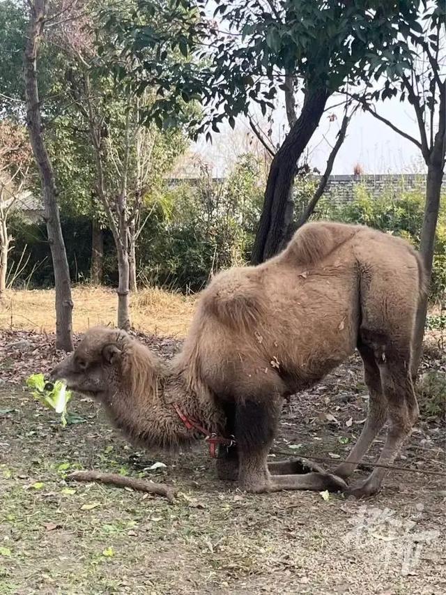 高架桥下的骆驼传奇