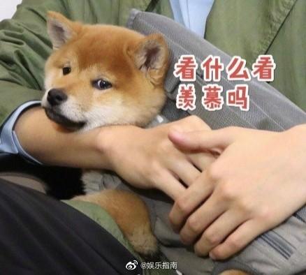 机器狗偶遇柴犬，共庆新春互相拜年