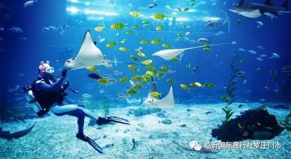 日本水族馆翻车鱼因没游客自闭，背后的故事令人深思