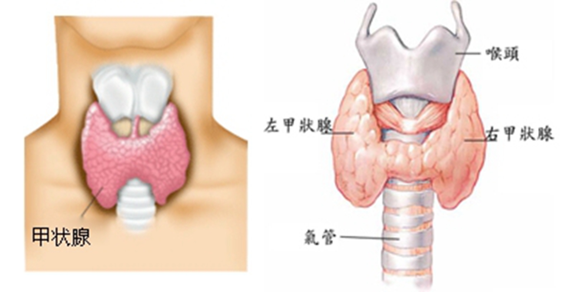 情绪与甲状腺，生气的代价