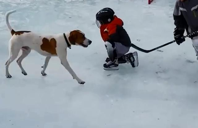 狗狗滑雪记，萌宠的独特滑雪方式