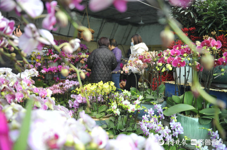 春节临近年宵花热销，喜迎新春氛围浓厚