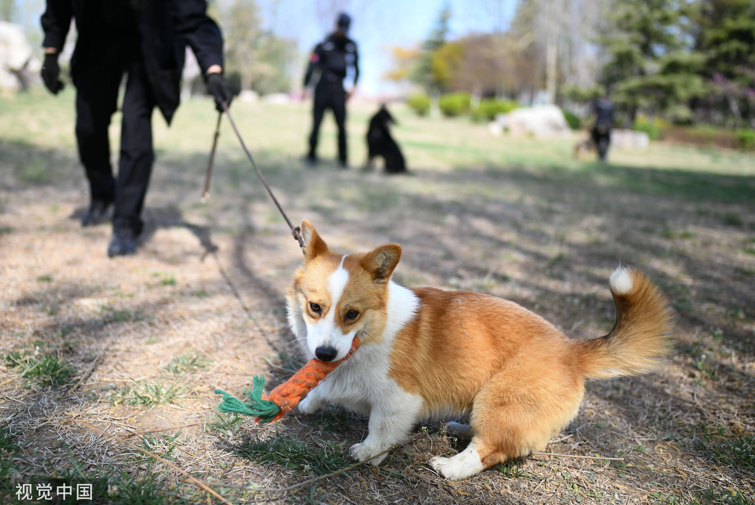 柯基警犬福仔获年度逆天改命奖，励志故事与英勇事迹