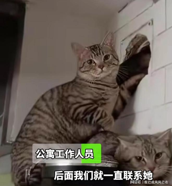 租客失联留下13只猫