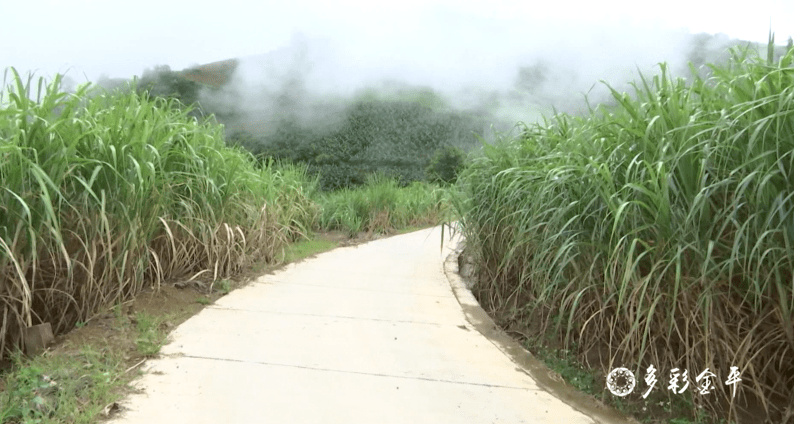 大学生甘蔗园惊现银环蛇！种植奇迹背后的故事