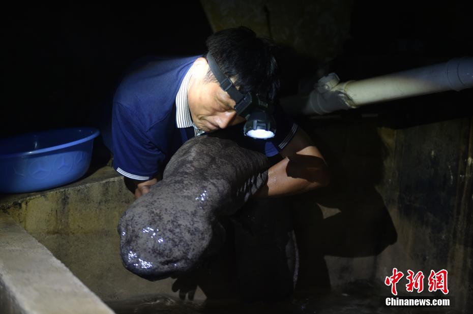 揭秘老屋拆迁背后的奇迹，近四十斤娃娃鱼现身村民老屋，引发关注热议