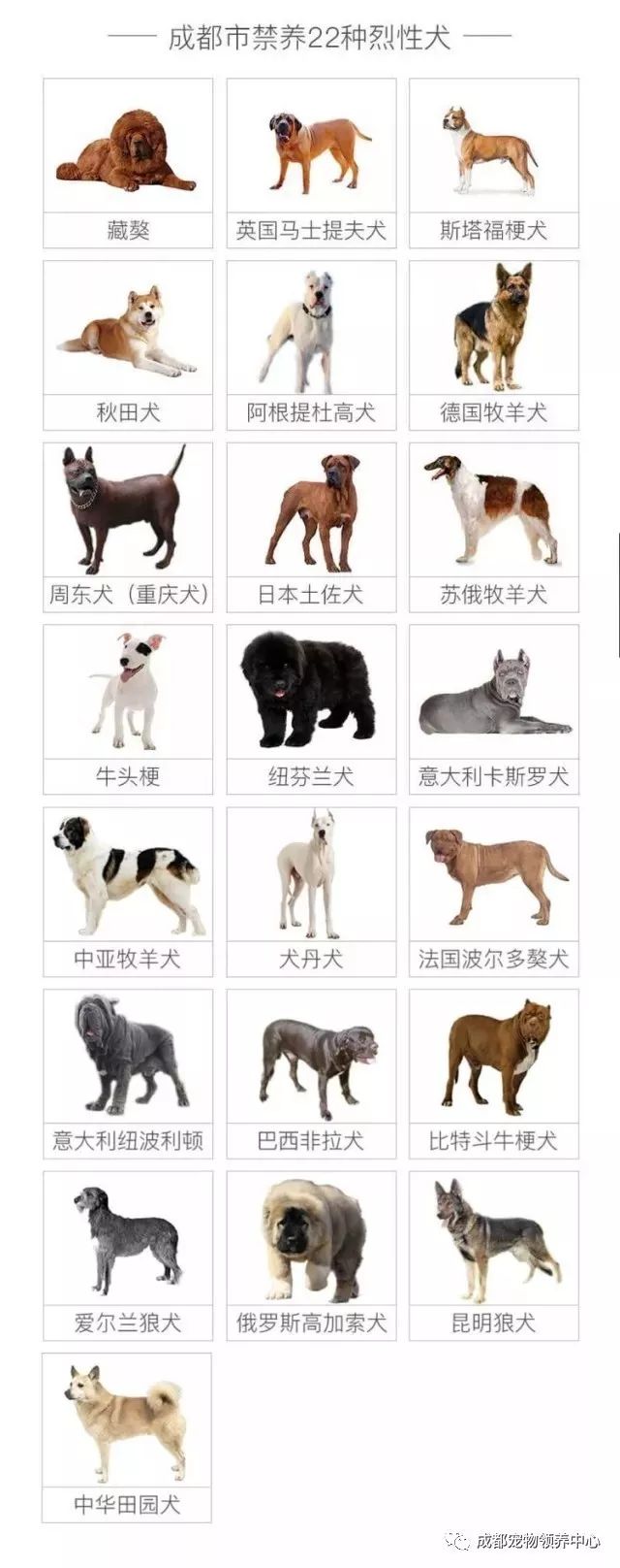 全国禁养犬名录公布在即，代表呼吁统一规范犬类管理新动向！