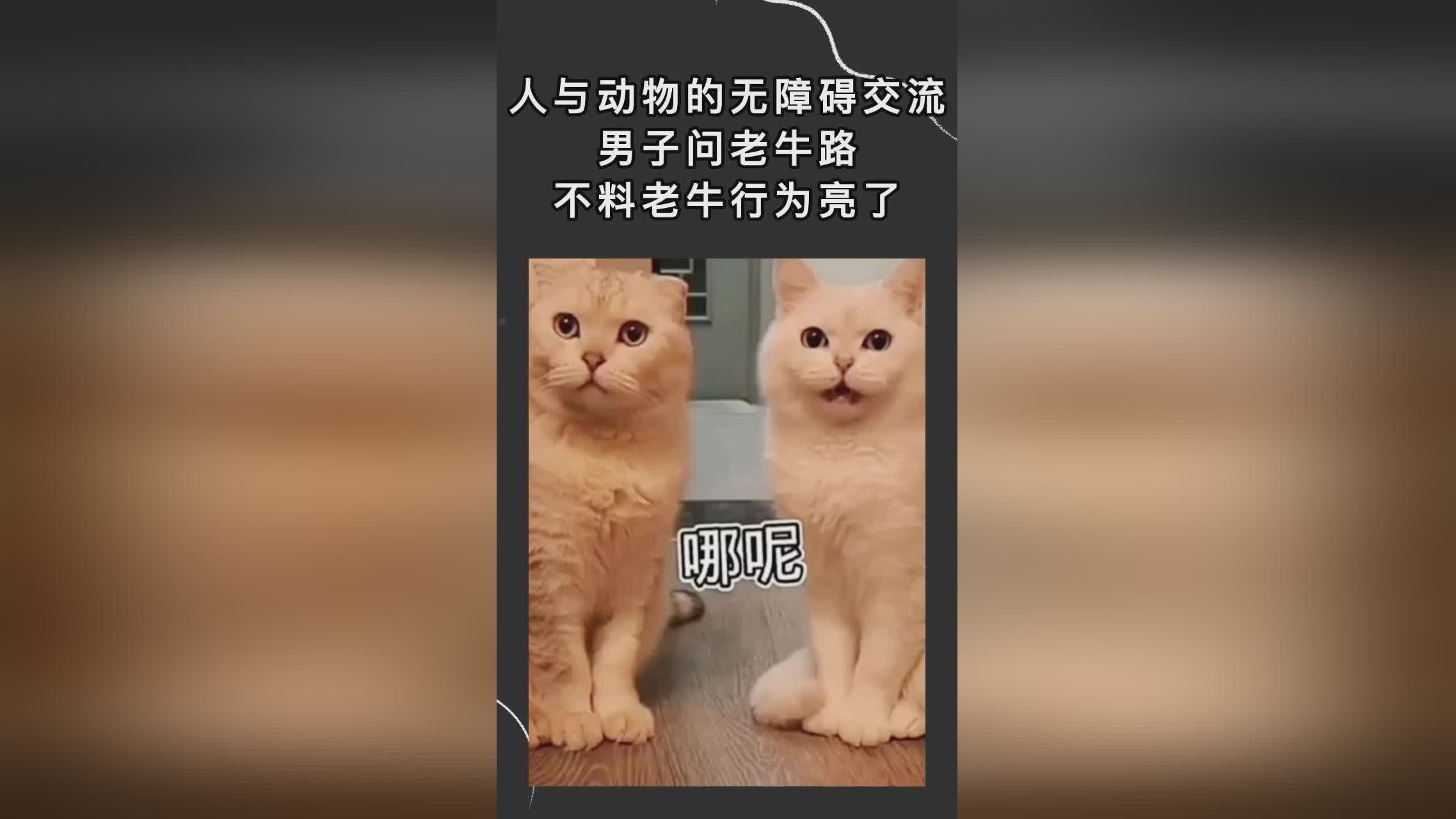 牛与主人无障碍交流——揭秘和谐共生的秘密