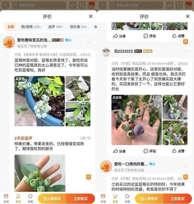 蓝莓盆栽热潮席卷，一个月惊销售百万盆！